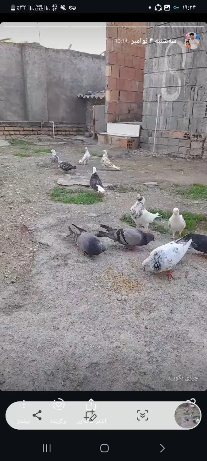 کفتر های آس|پرنده|بندر ترکمن, |دیوار