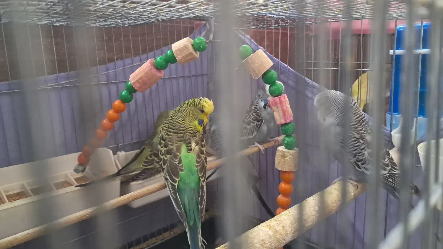 مرغ عشق مولد|پرنده|پردیس, فاز ۴|دیوار