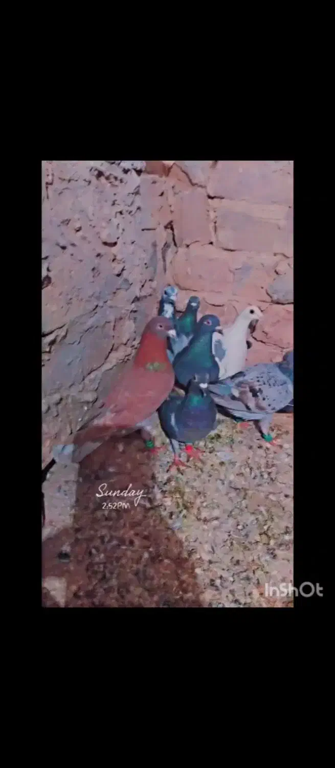 14تا کبوتر المانی وحشی زد خوردی|پرنده|رشتخوار, |دیوار