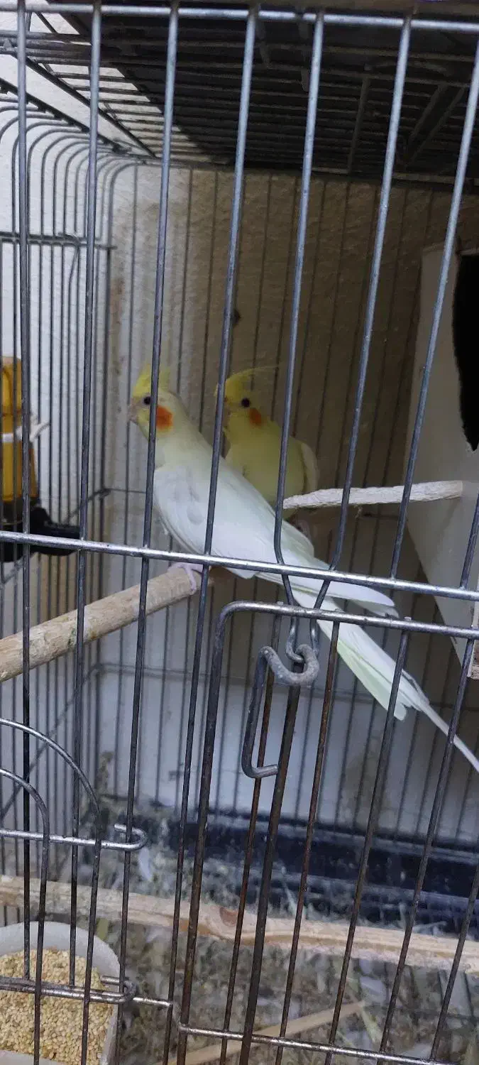 عروس هلندی مولد|پرنده|پیشوا, |دیوار