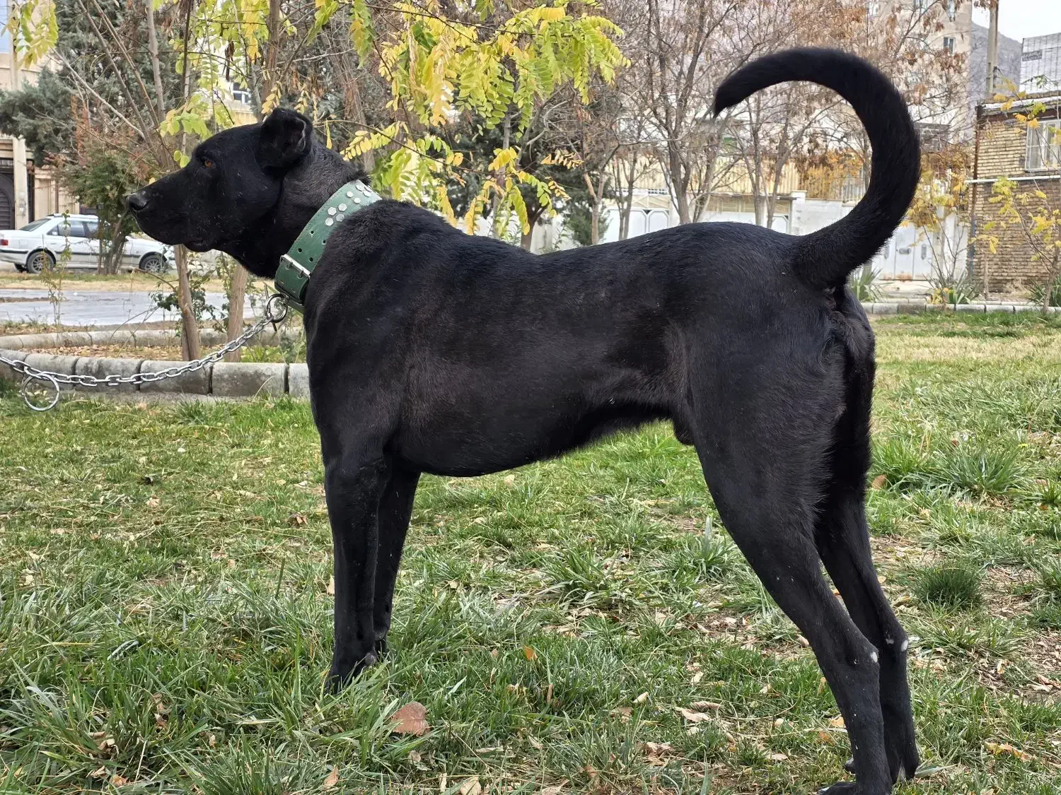 سگ سرابی|سگ|کرمانشاه, |دیوار