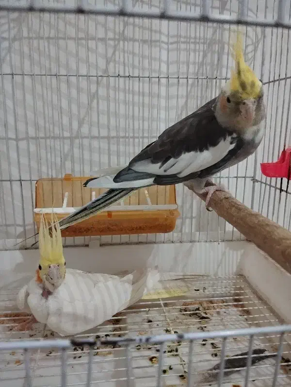 جفت عروس هلندی سالم نردستی وسخنگو|پرنده|طبس, |دیوار