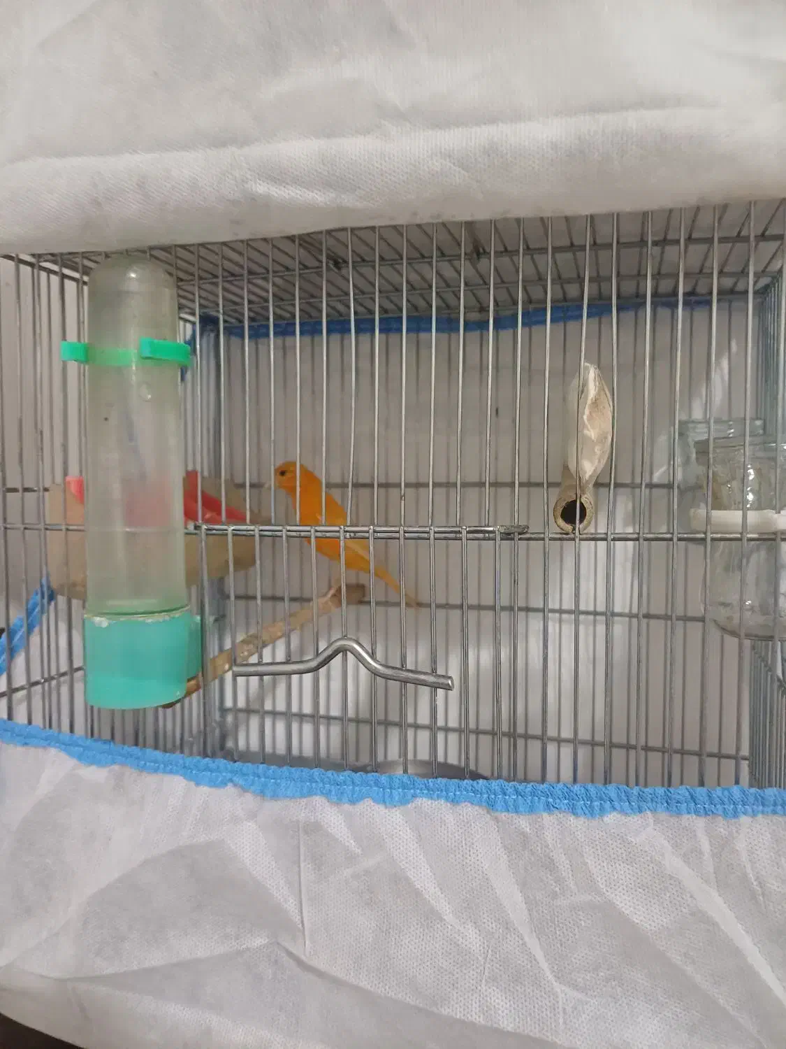 جفت قناری سرخ معاوضه با... توضیحات|پرنده|کوهدشت, |دیوار