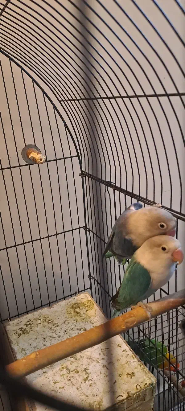 طوطی برزیلی جفت|پرنده|تهران, نیروی دریایی|دیوار