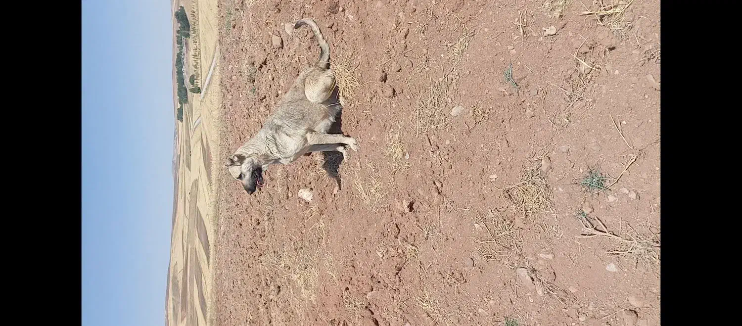 ماده سرابی گله دارشکم طلا|سگ|اهر, |دیوار