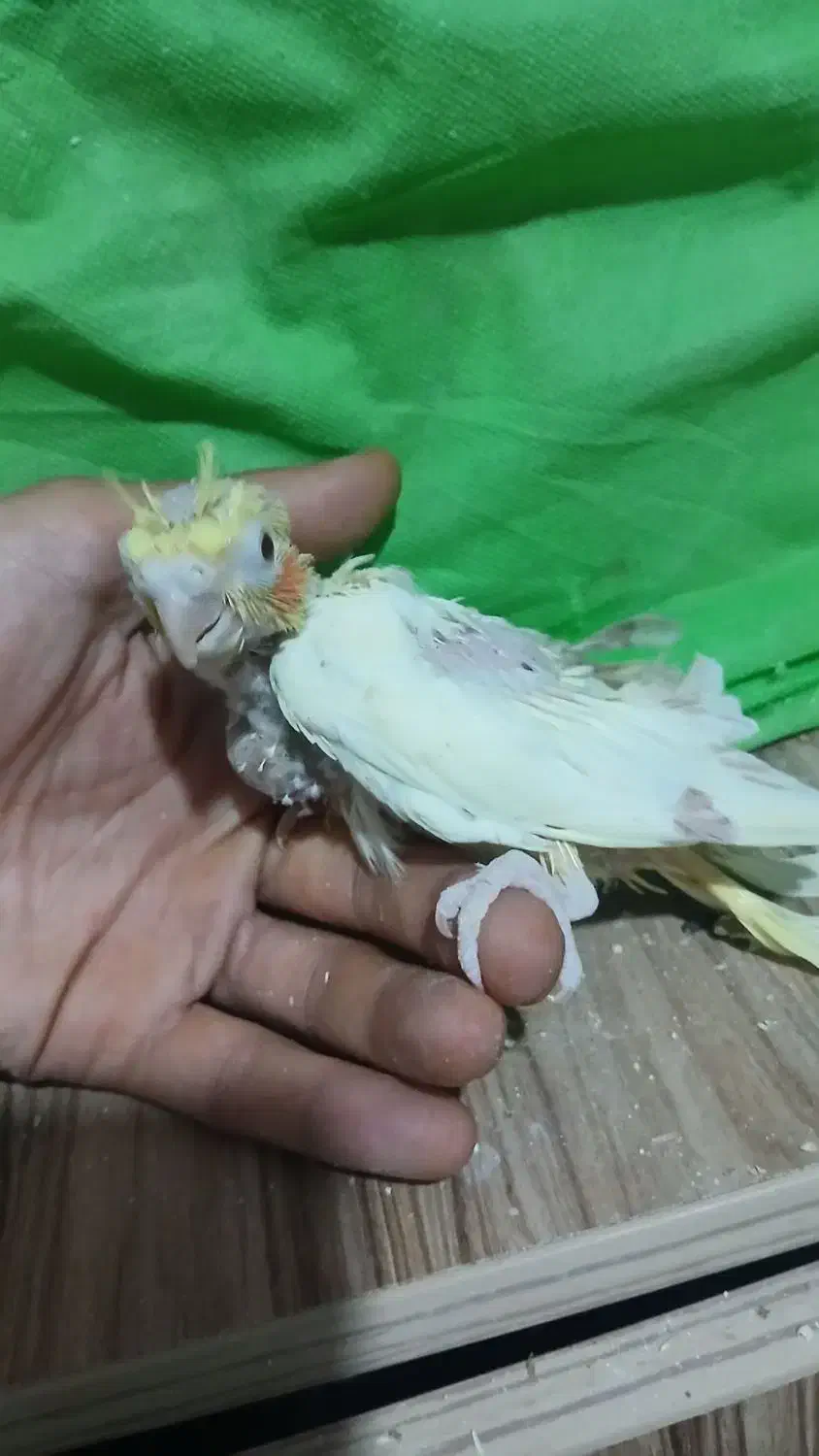 عروس هلندی|پرنده|محمدیه-قزوین, |دیوار