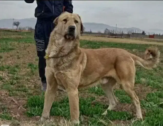 سگ عراقی|سگ|ابهر, |دیوار