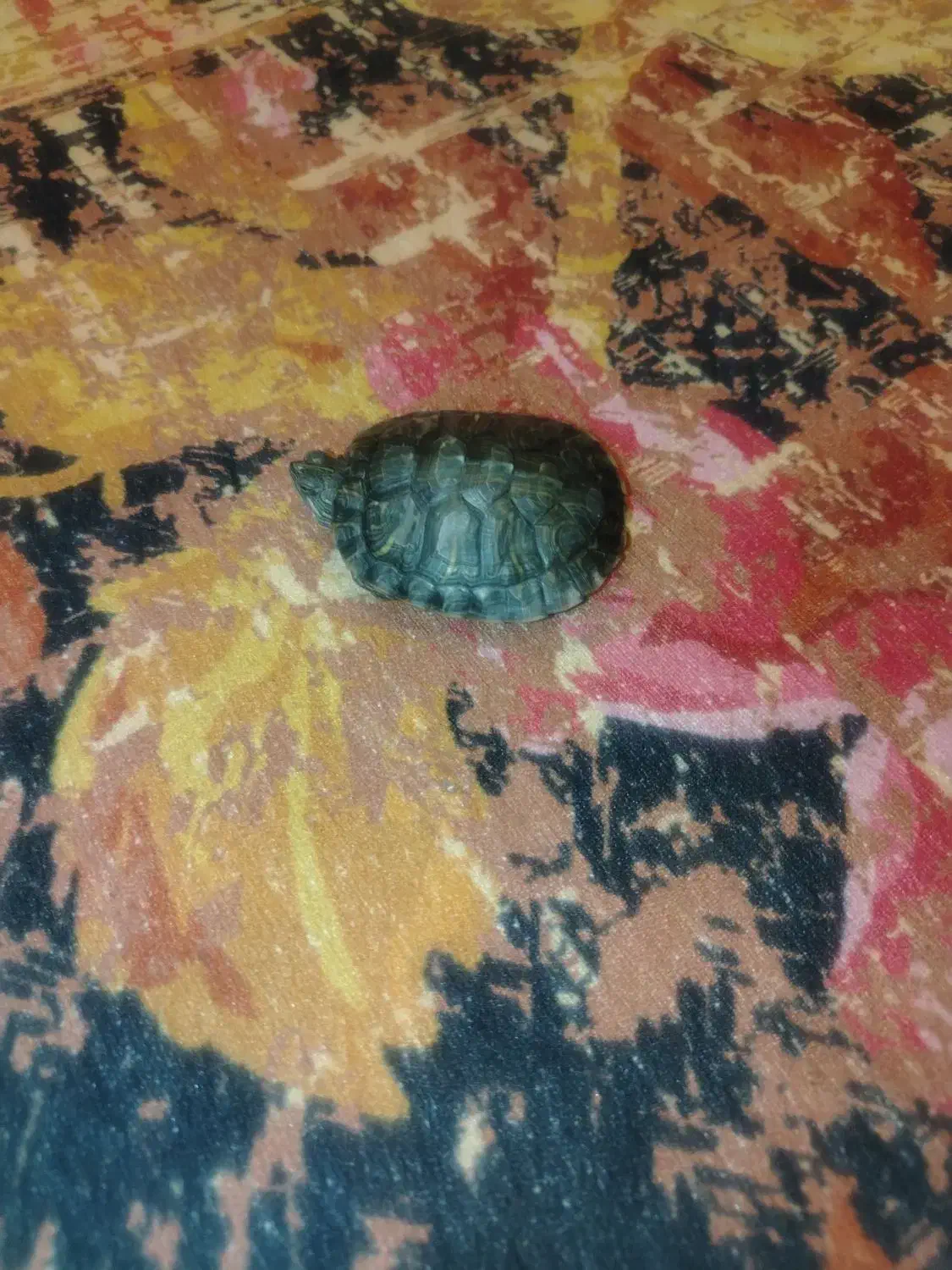 دوعدد گوش قرمز|خزنده|کرمان, |دیوار