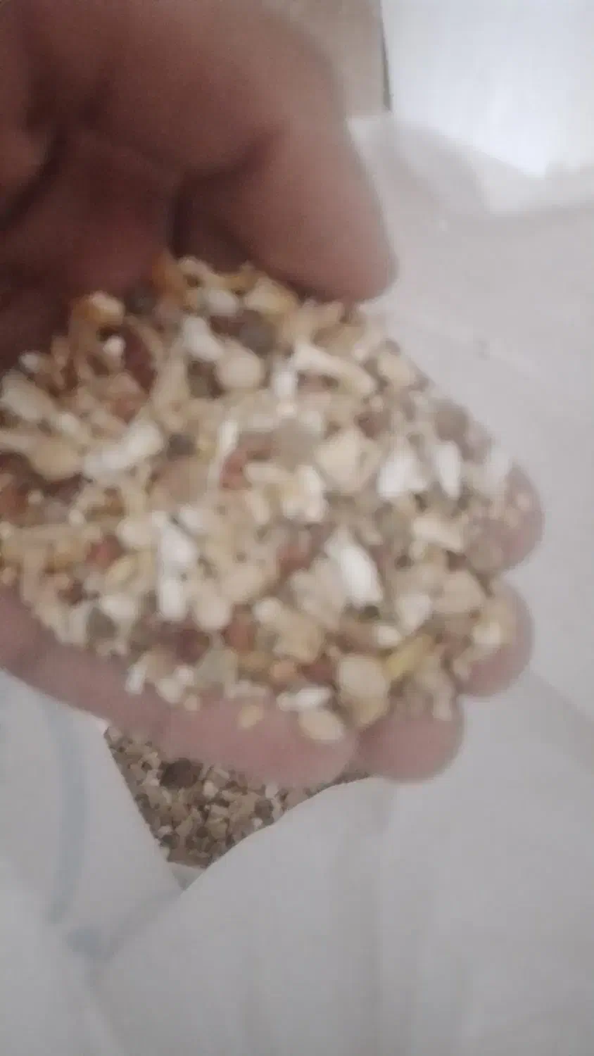 وسایل خوراک پرنده معاوضه با پرنده فنچ طوطی کوتوله|لوازم جانبی حیوانات|سیستان, |دیوار