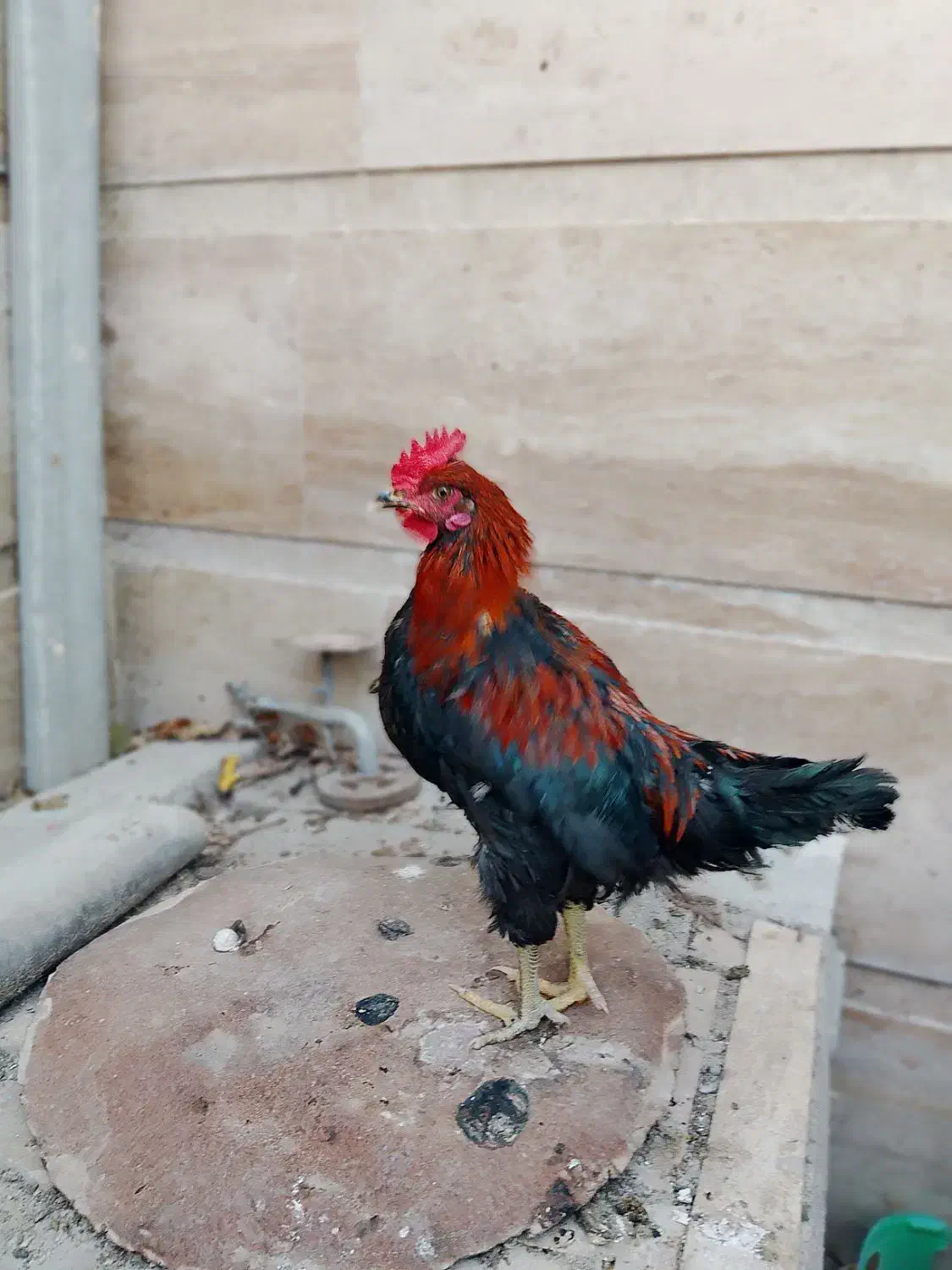 مرغ و خروس محلی|حیوانات مزرعه|اسکو, |دیوار