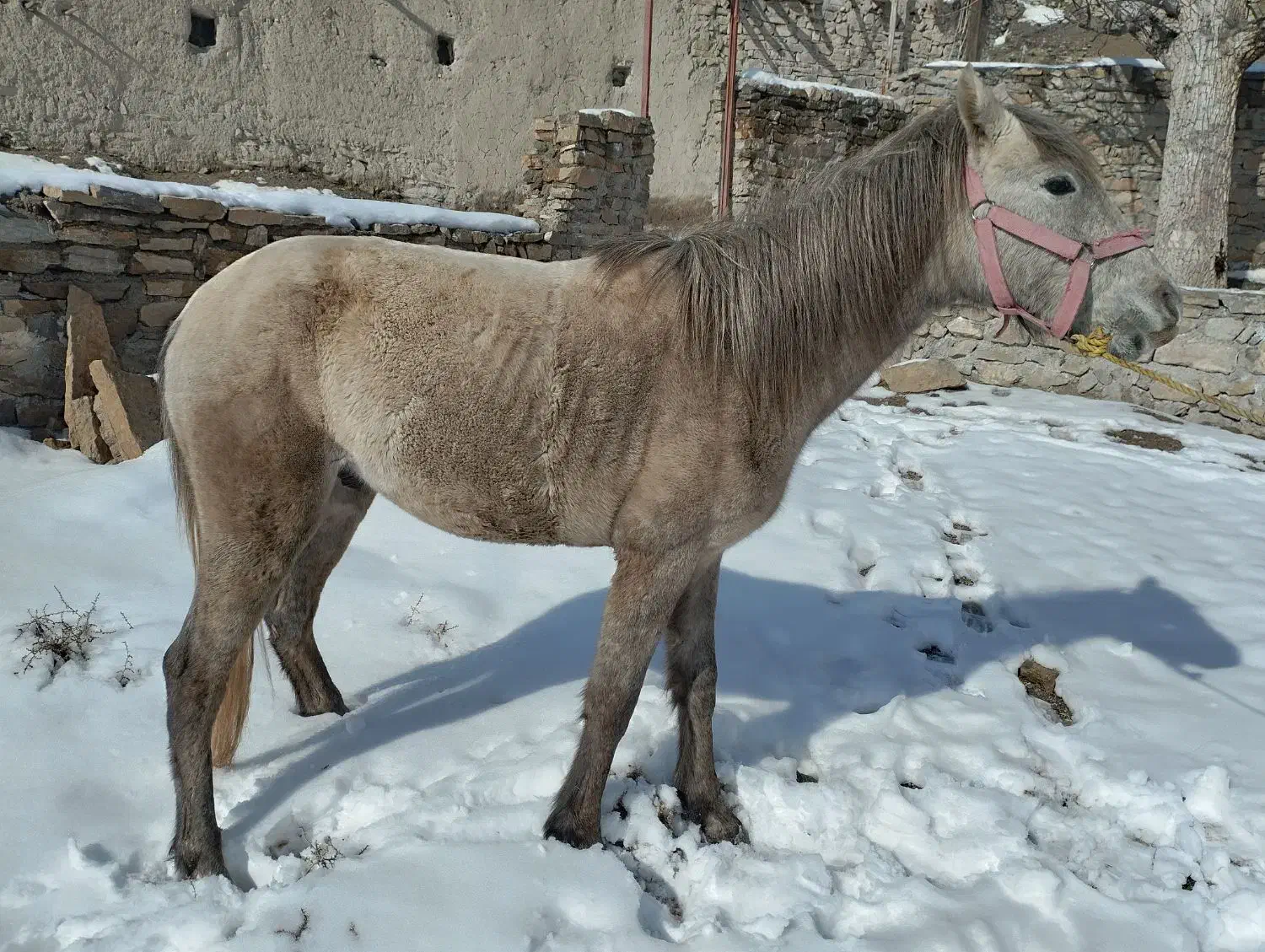 اسب نریان|اسب و تجهیزات اسبسواری|قوچان, |دیوار