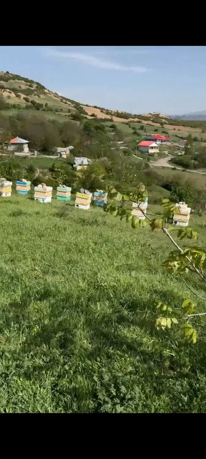 ۱۷۳۰۰ متر زمین باغی دیلمان تهاتربا خانه و خودرو|فروش زمین و ملک کلنگی|تهران, حبیب الله|دیوار