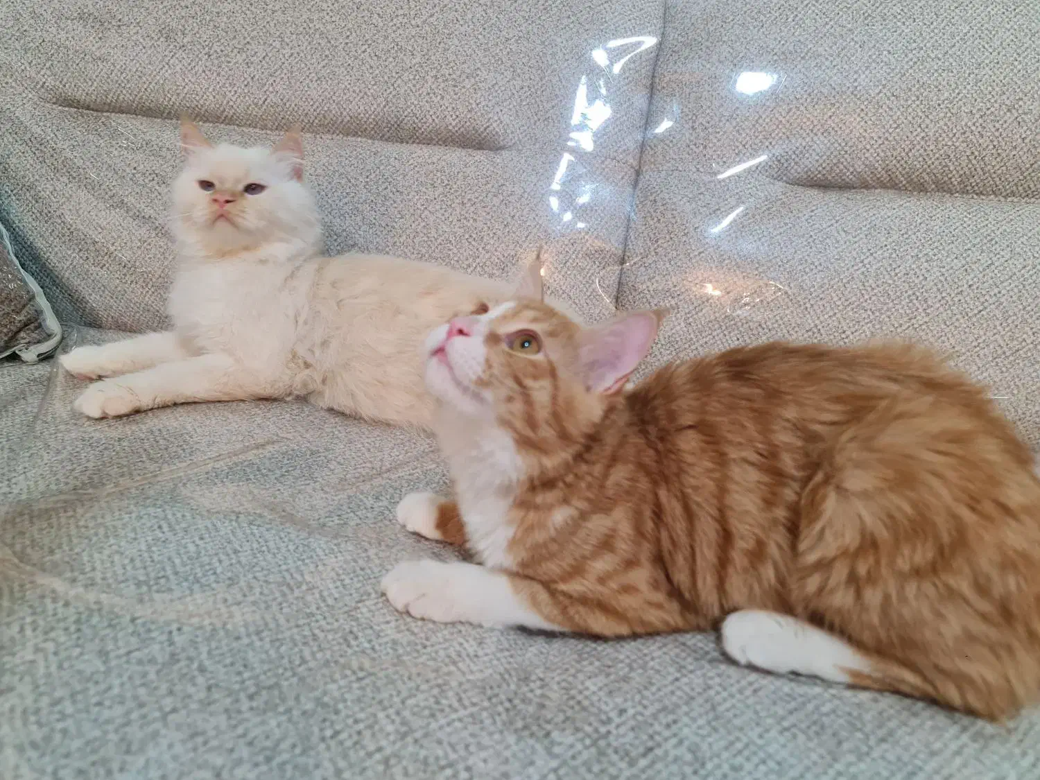 واگذاری گربه|گربه|کرمانشاه, |دیوار