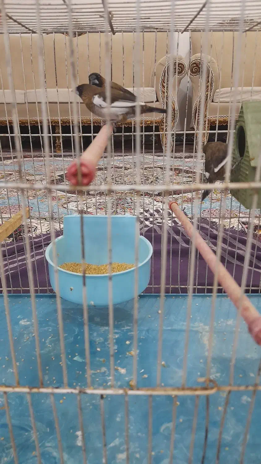 پرنده|پرنده|بکتاش, |دیوار