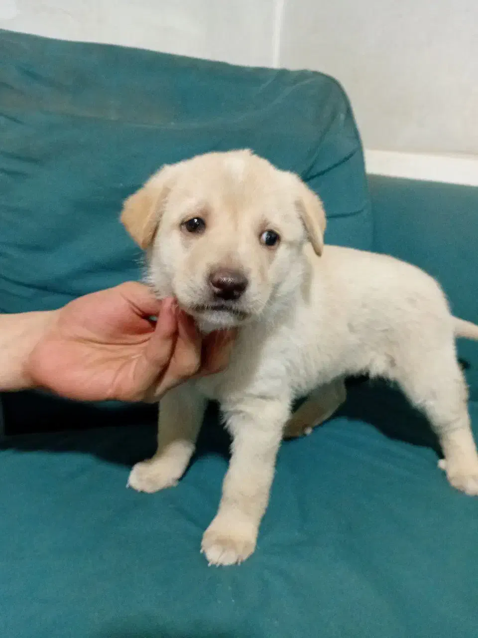 واگذاری طوله ماده سرابی|سگ|بهارستان, |دیوار