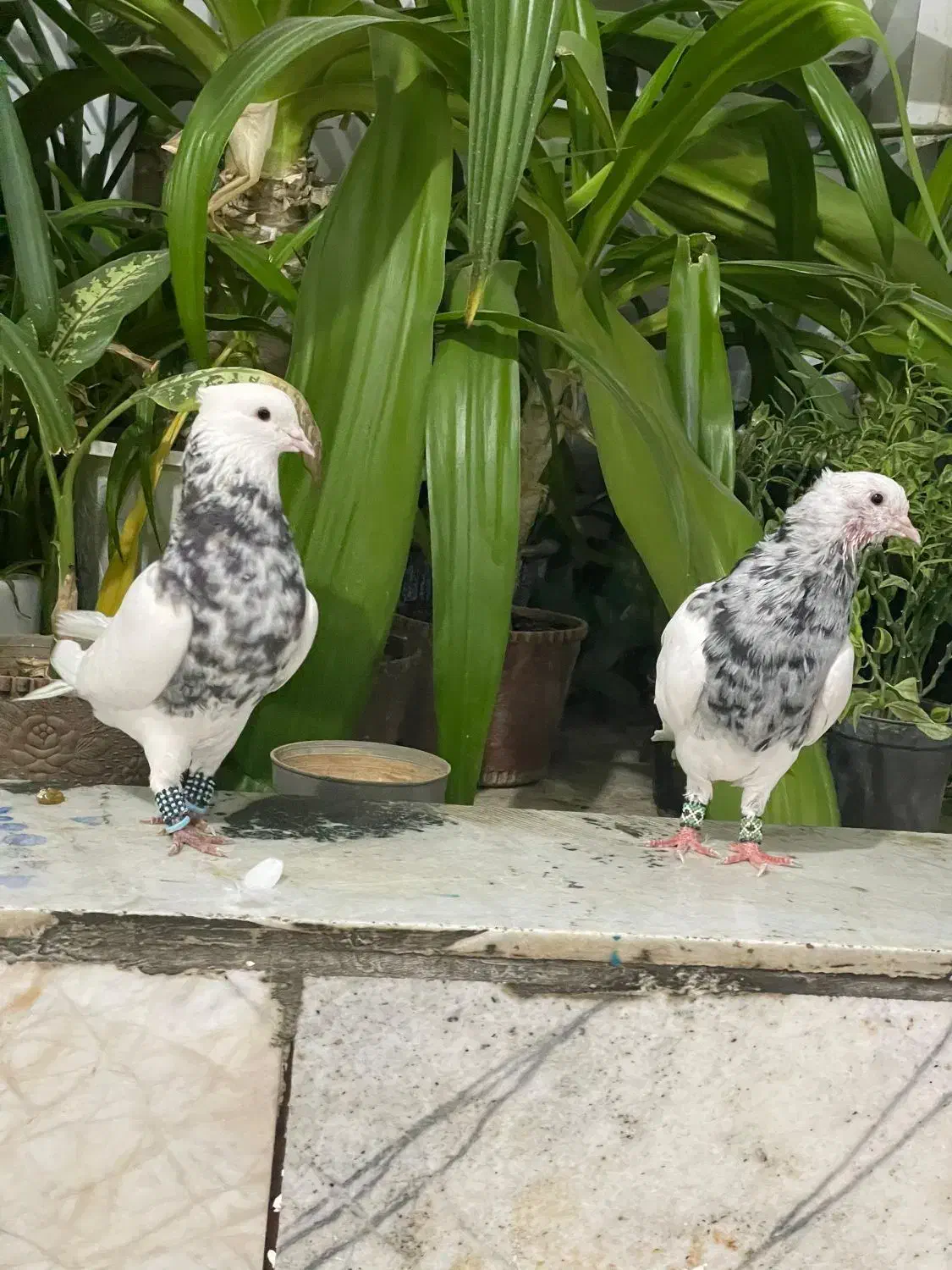 طوقی سینه کله رنگی پلاکی|پرنده|شیراز, کوشک میدان|دیوار