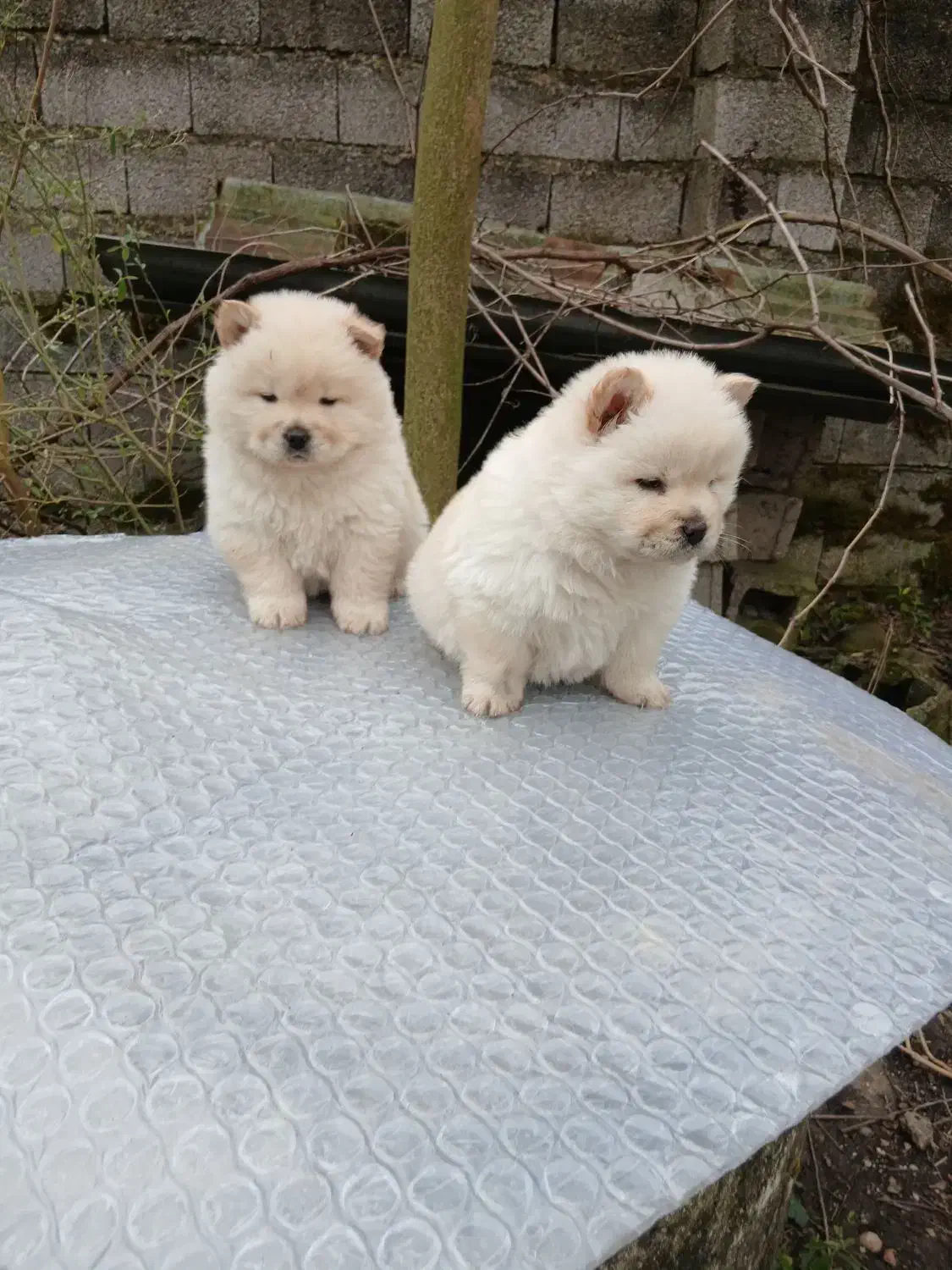 توله چاو چاو|سگ|سنگر, |دیوار