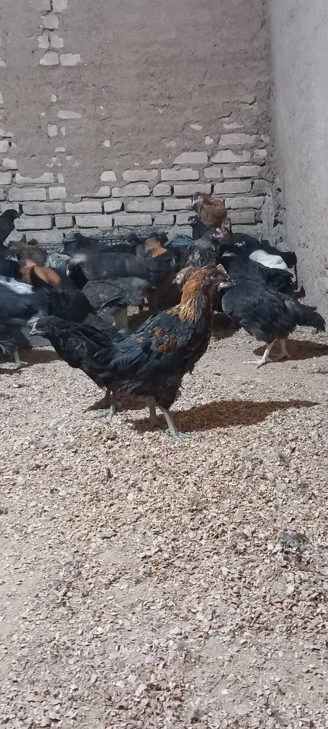 جوجه مرغ رسمی اصل|حیوانات مزرعه|یزد, |دیوار