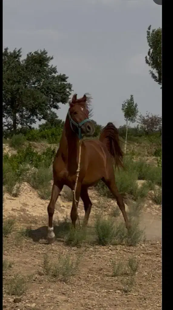 کره نریان|حیوانات مزرعه|ابهر, |دیوار