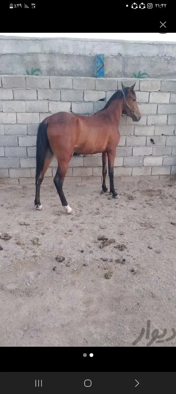 اسب|اسب و تجهیزات اسبسواری|زنجان, |دیوار