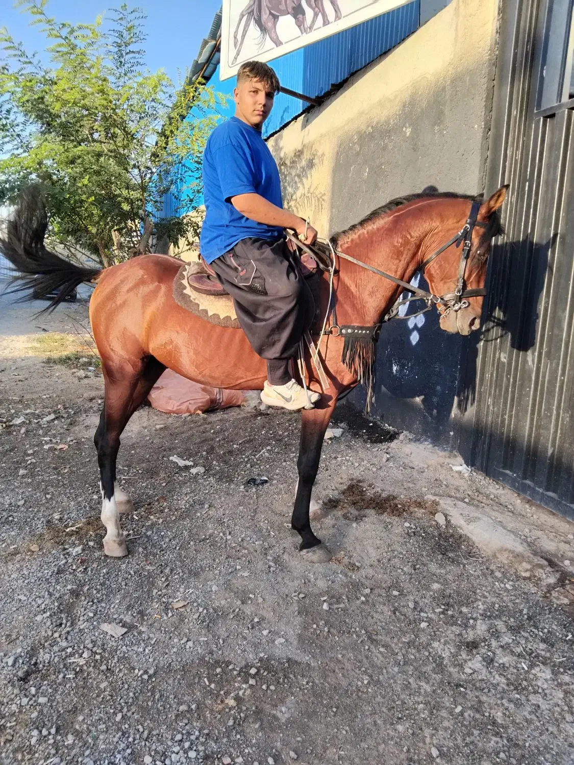 باشگاه سوار کاری صدرا شهرری|اسب و تجهیزات اسب‌سواری|باقرشهر, |دیوار