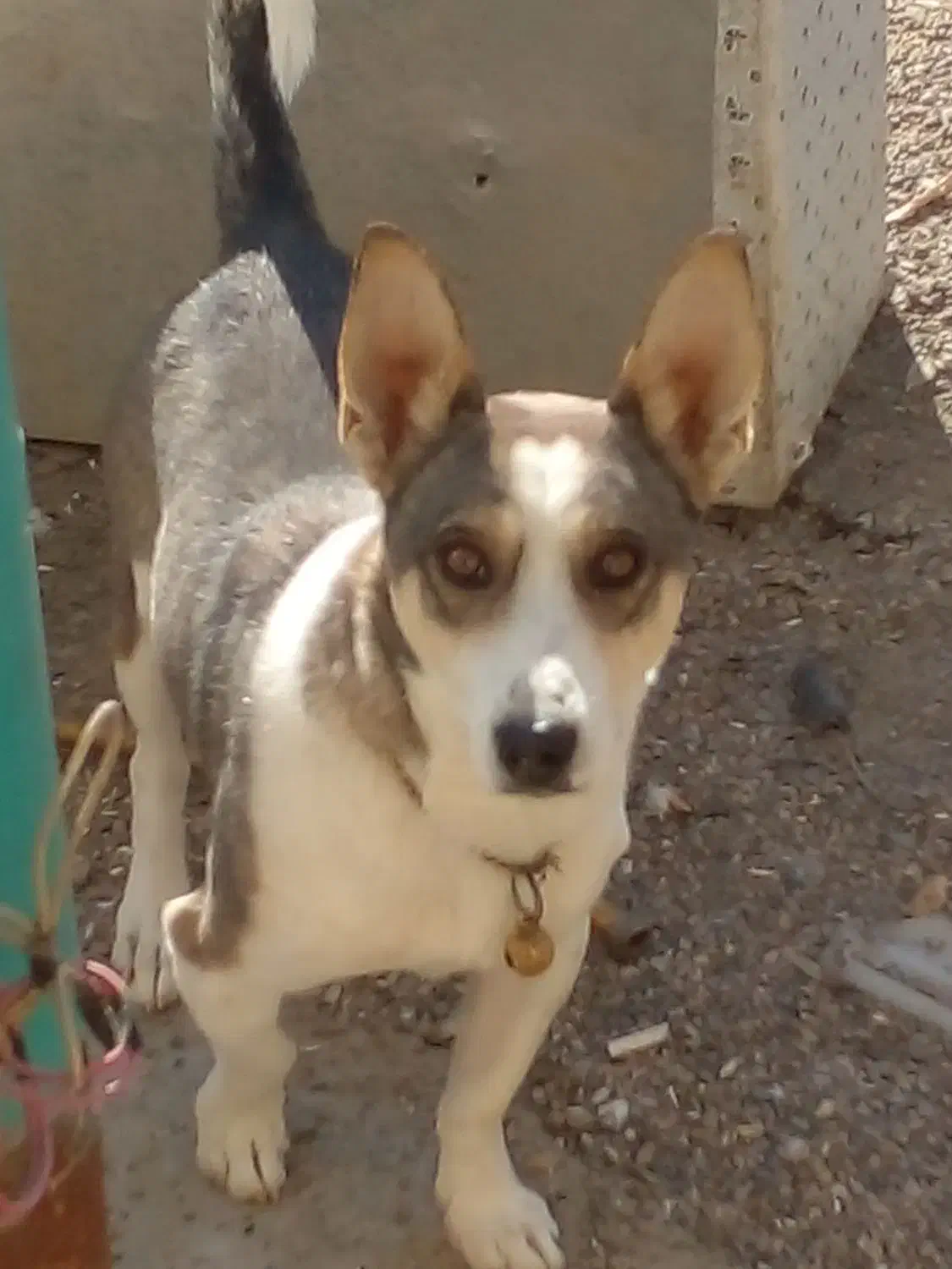 سگگ|سگ|مشهد, موعود|دیوار