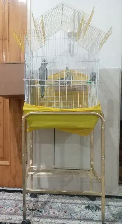 عروس هلندی|پرنده|فارسان, |دیوار