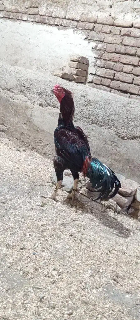 خروس نسل دار|حیوانات مزرعه|شبستر, |دیوار