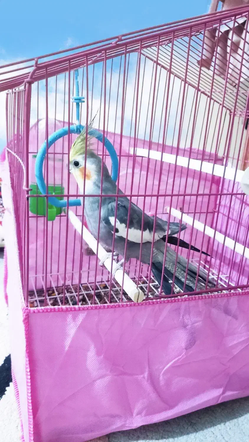 عروس هلندی|پرنده|شوشتر, |دیوار