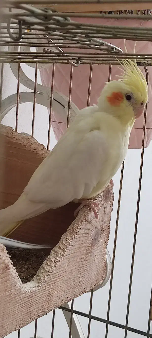 ۳ عدد عروس هلندی ۲ تا سفید ۱ دونه طوسی|پرنده|رامسر, |دیوار