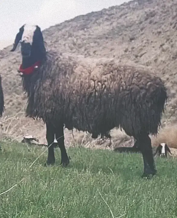 گوسفند ناب و اصیل و دوقلوزا شالی میش بره قوچ|حیوانات مزرعه|شال, |دیوار