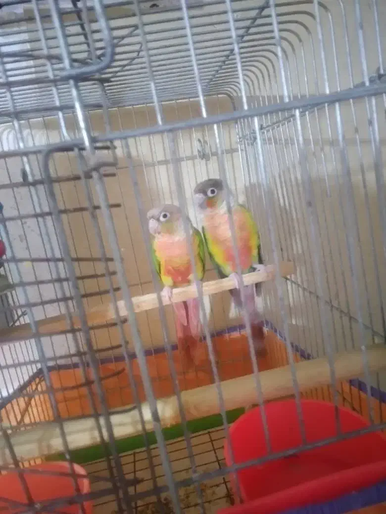 طوطی گرینچک مولد|پرنده|شهریار, شهرک امیریه|دیوار