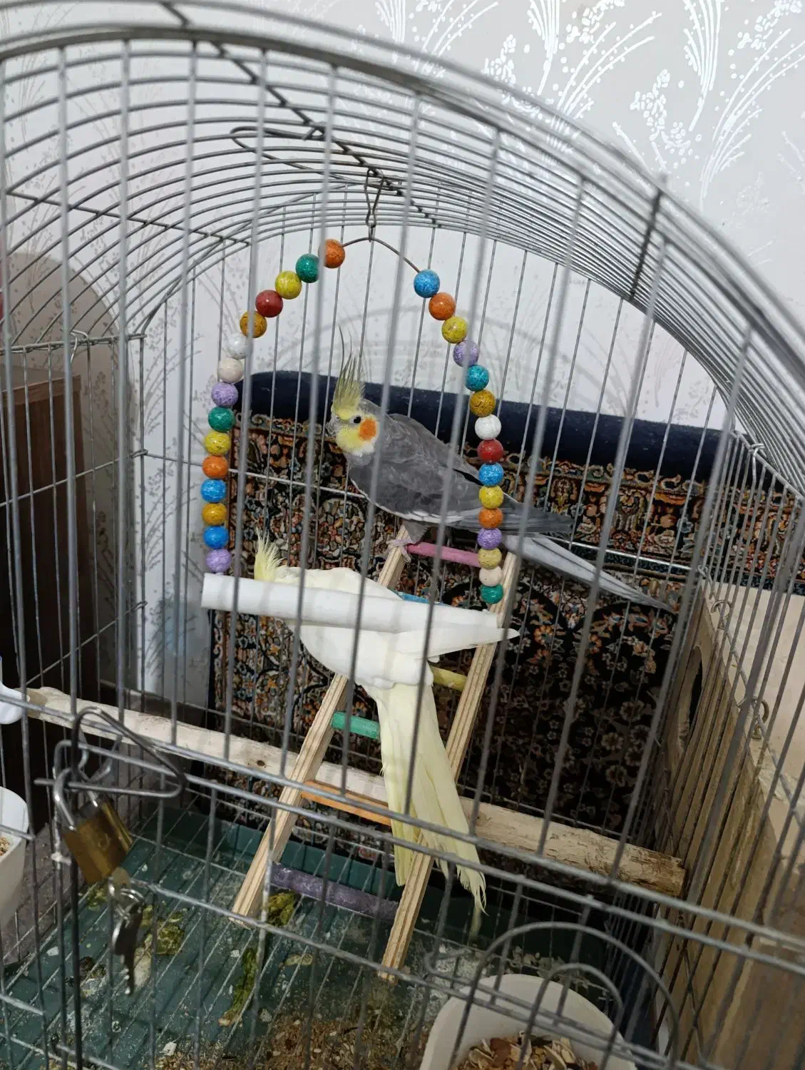 عروس هلندی جفت|پرنده|ابهر, |دیوار