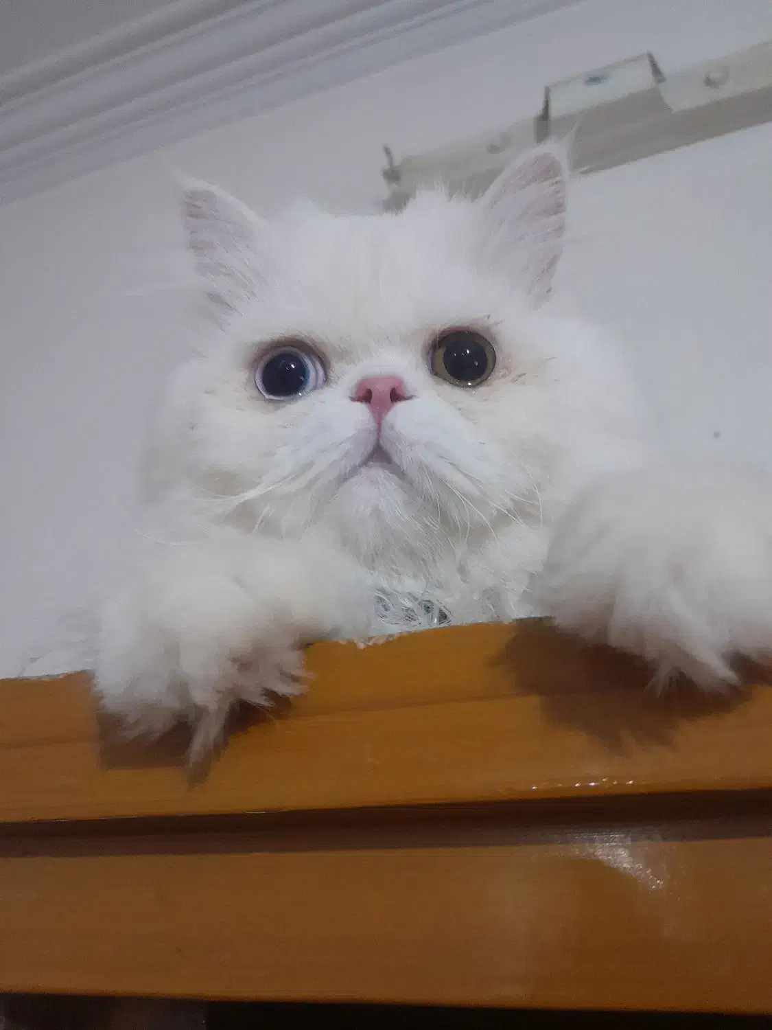 پرشین اصیل جفت گیری|گربه|نیشابور, ناسیونال|دیوار