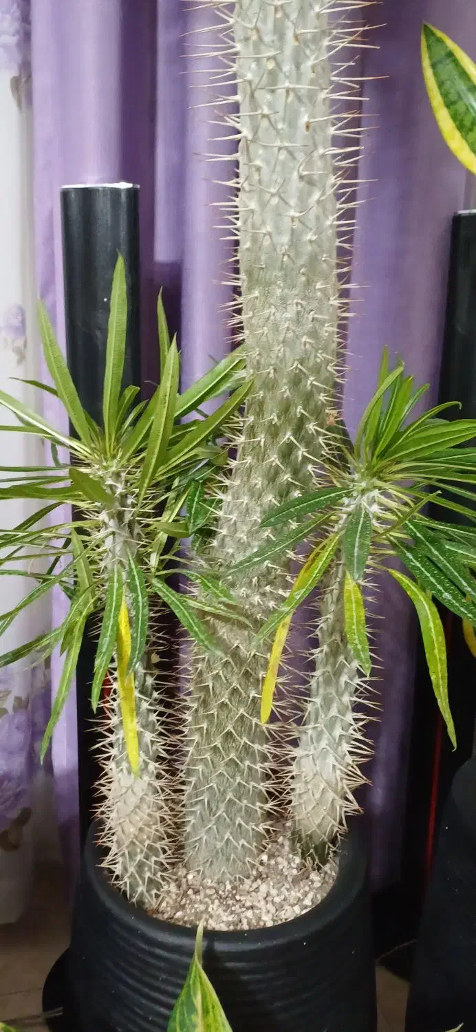 گیاه نخل ماداگاسکار|گل و گیاه طبیعی|محمدشهر, محمدشهر|دیوار