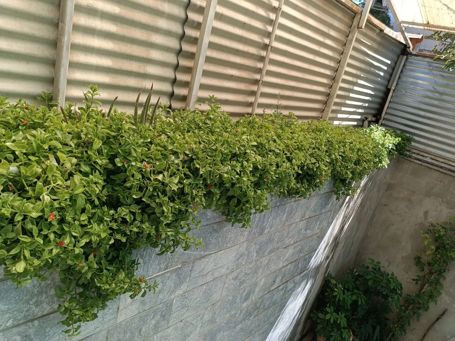گل یخی|گل و گیاه طبیعی|مشهد, گاز|دیوار
