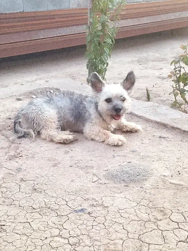 فروش سگ نژاد شیتزو شناسنامه دار|سگ|سیرجان, |دیوار