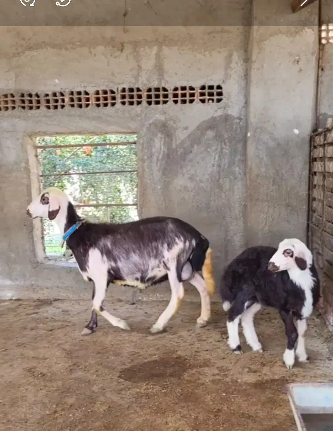 بره دار بروجردی عروسک|حیوانات مزرعه|آق قلا, |دیوار