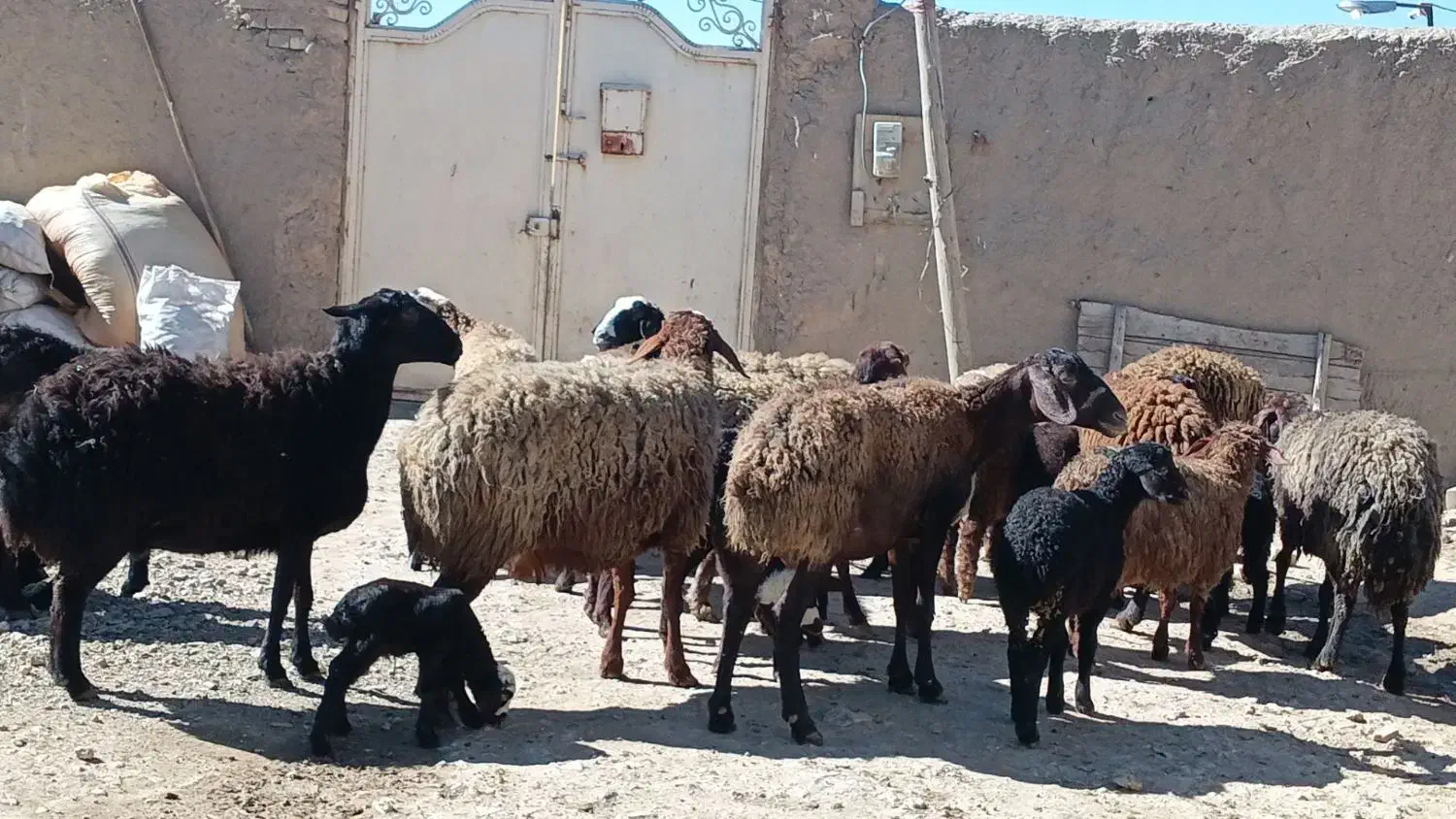 میش وبره|حیوانات مزرعه|اراک, |دیوار