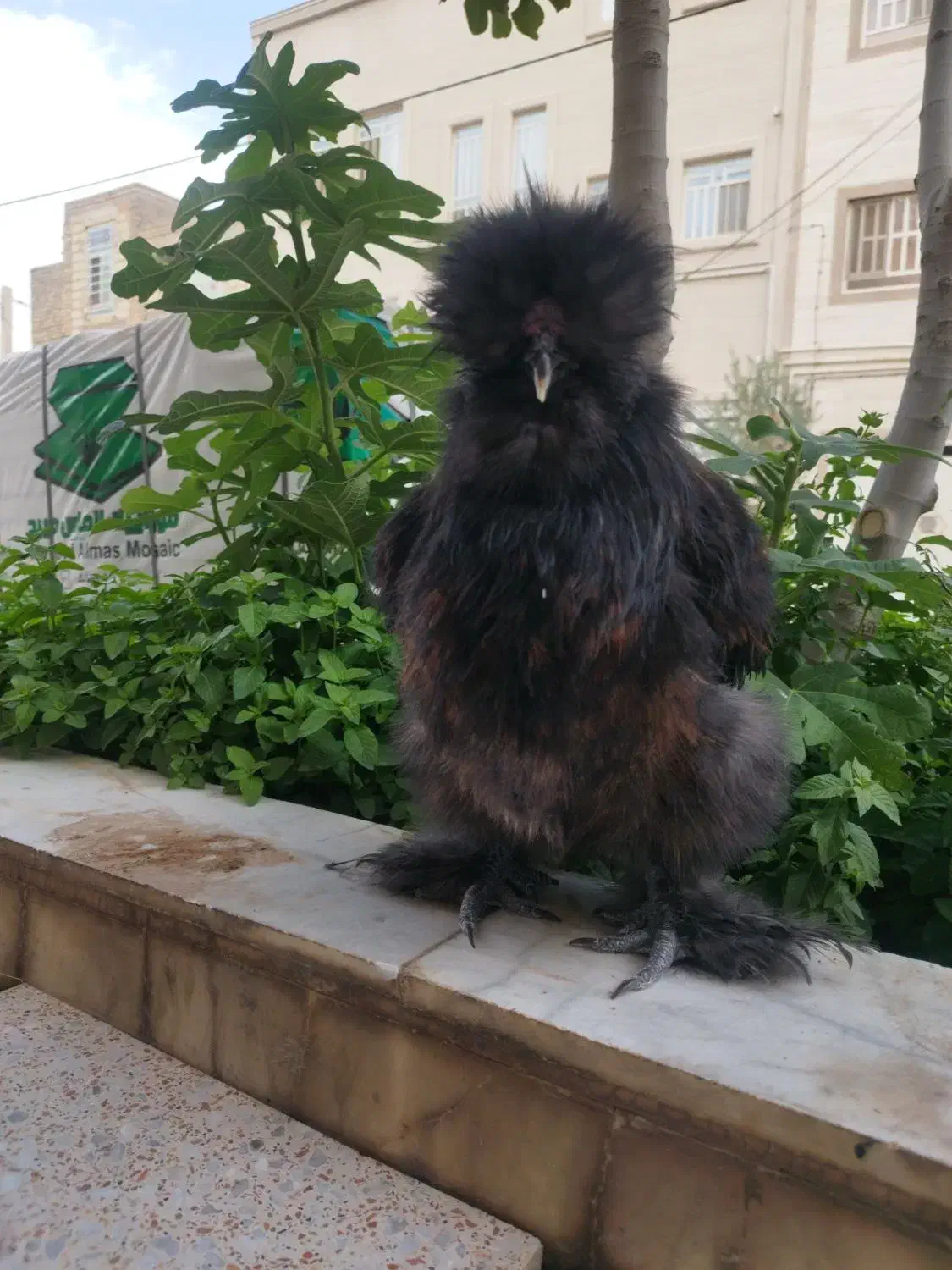 تخم مرغ نطفه دار|حیوانات مزرعه|یزد, |دیوار