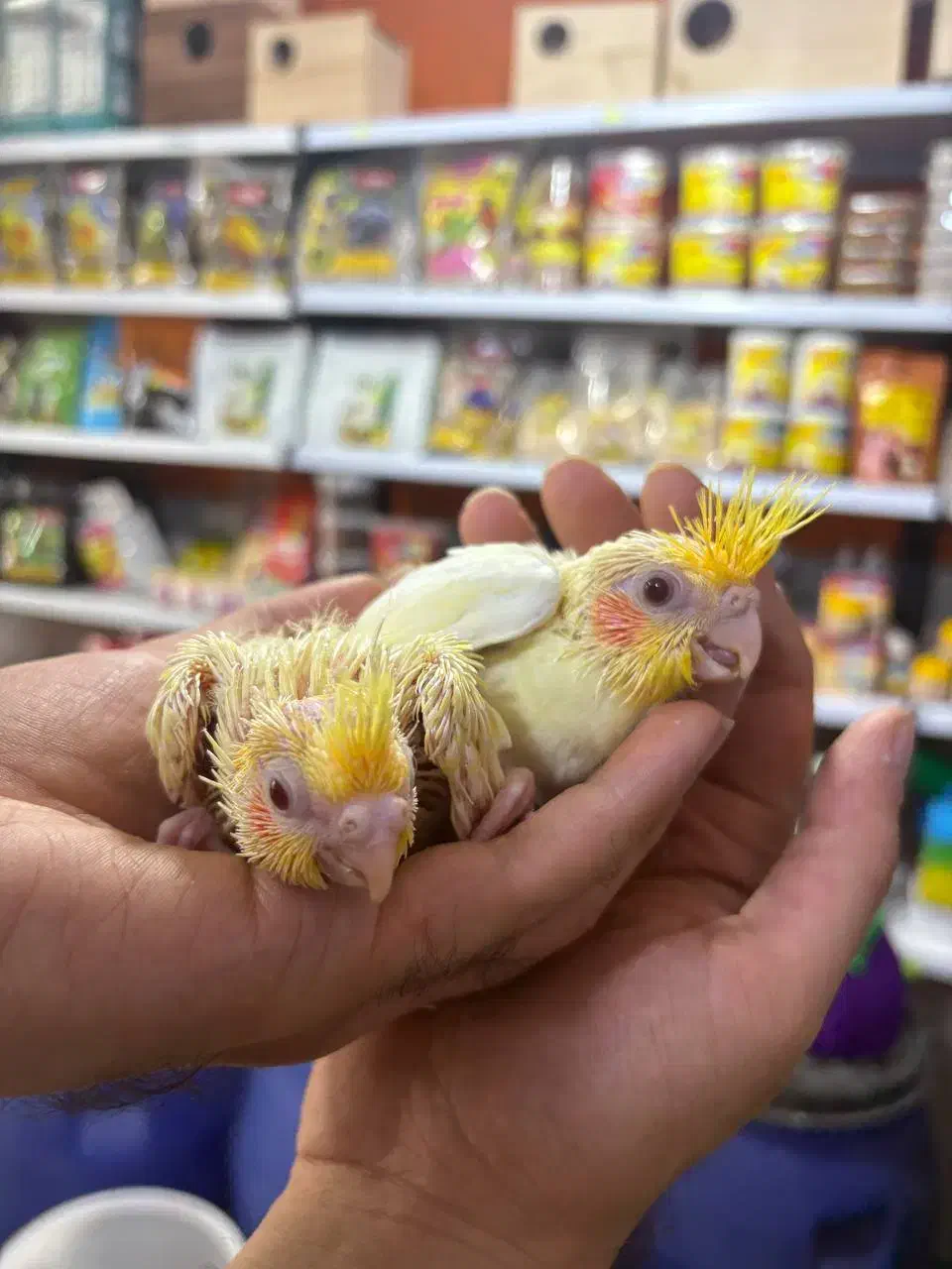 طوطی عروس هلندی سرلاکی در انواع رنگ و سن|پرنده|قائمشهر, |دیوار