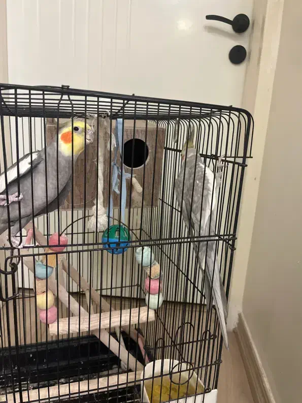 عروس هلندی|پرنده|تهران, شهران جنوبی|دیوار