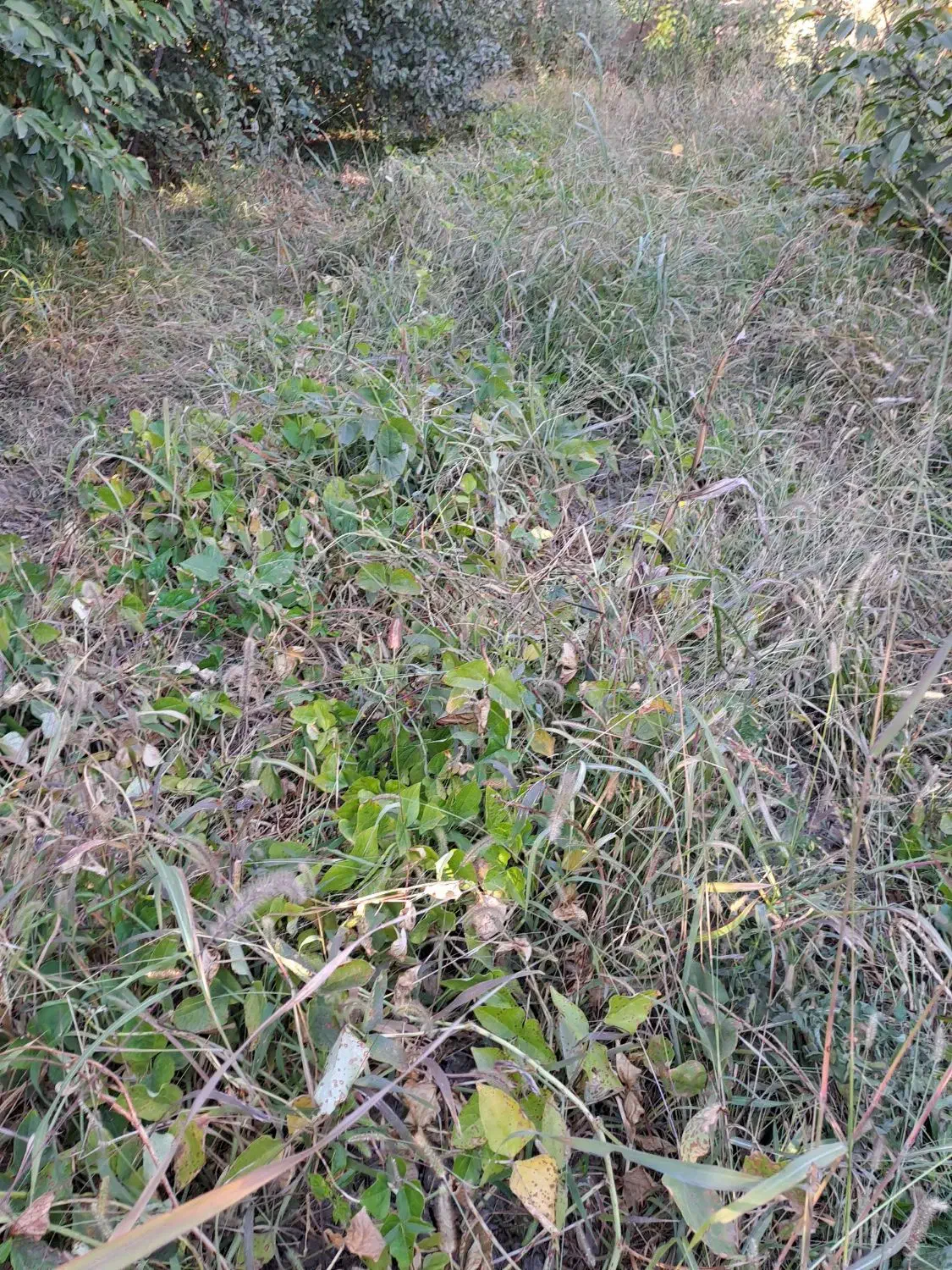 اجاره چراگاه دام (اتراق)|اجارهٔ دفتر صنعتی، کشاورزی، تجاری|خوی, |دیوار