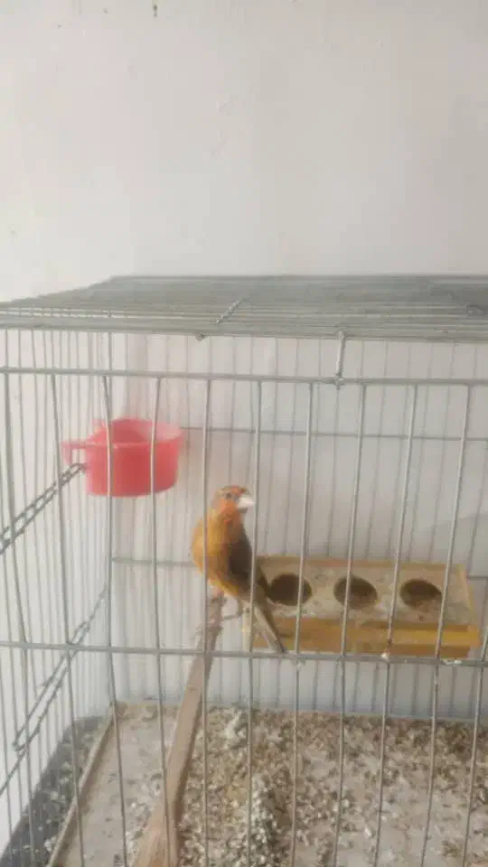 سهره قناری|پرنده|کرمان, |دیوار