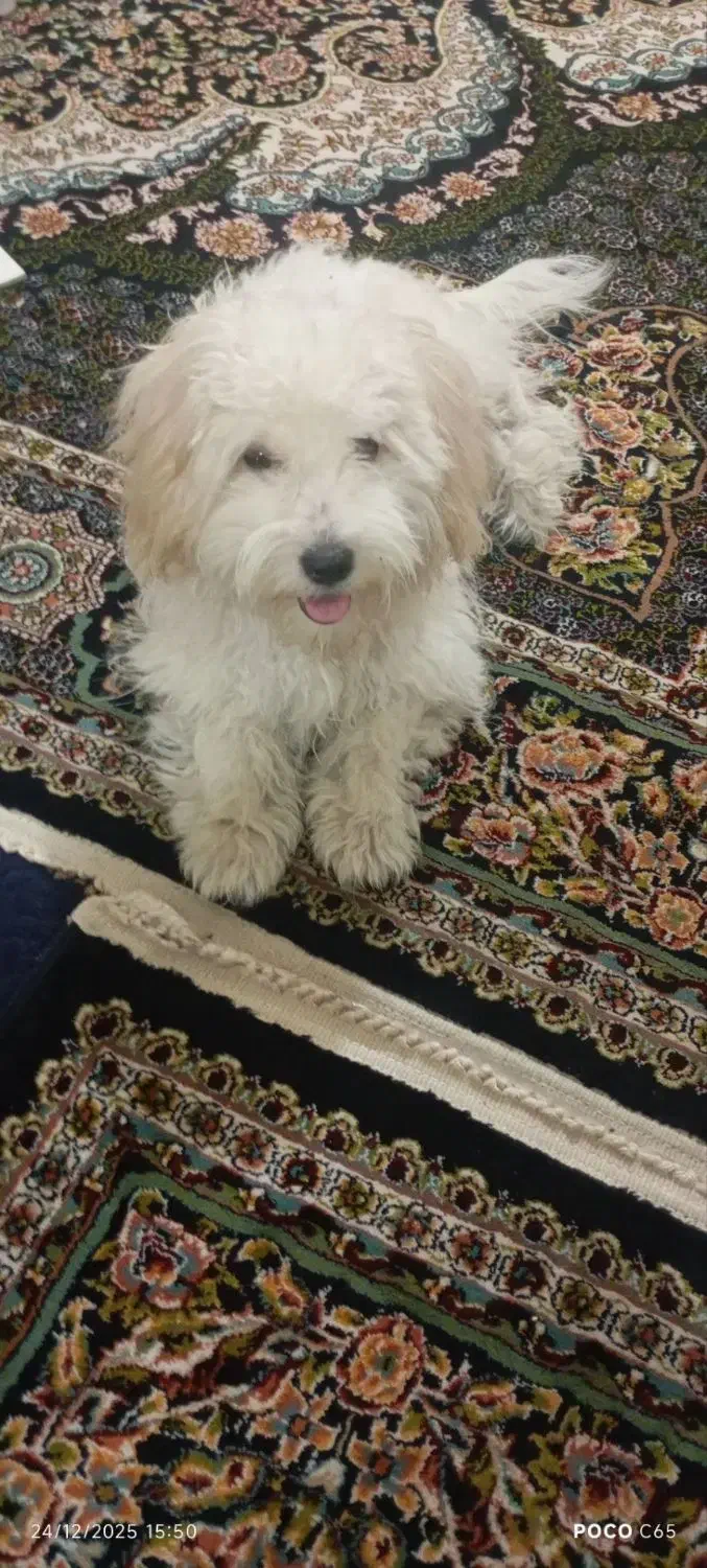 حیوان|سگ|نظرآباد, شهرک سید جمال الدین|دیوار