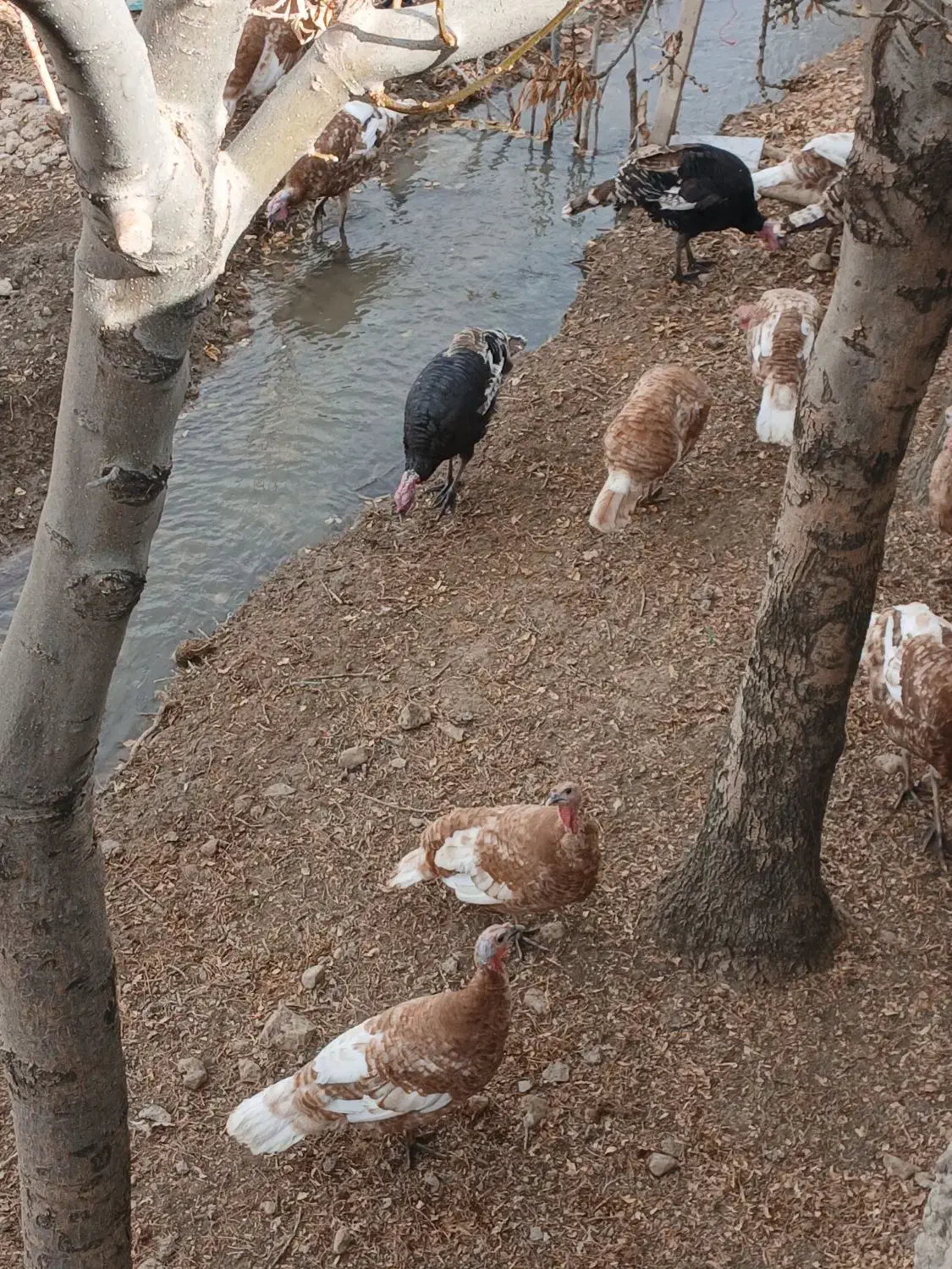 بوقلمون پرواری نسل بورن آمریکایی همگی درجه یک|حیوانات مزرعه|ماهیدشت, |دیوار