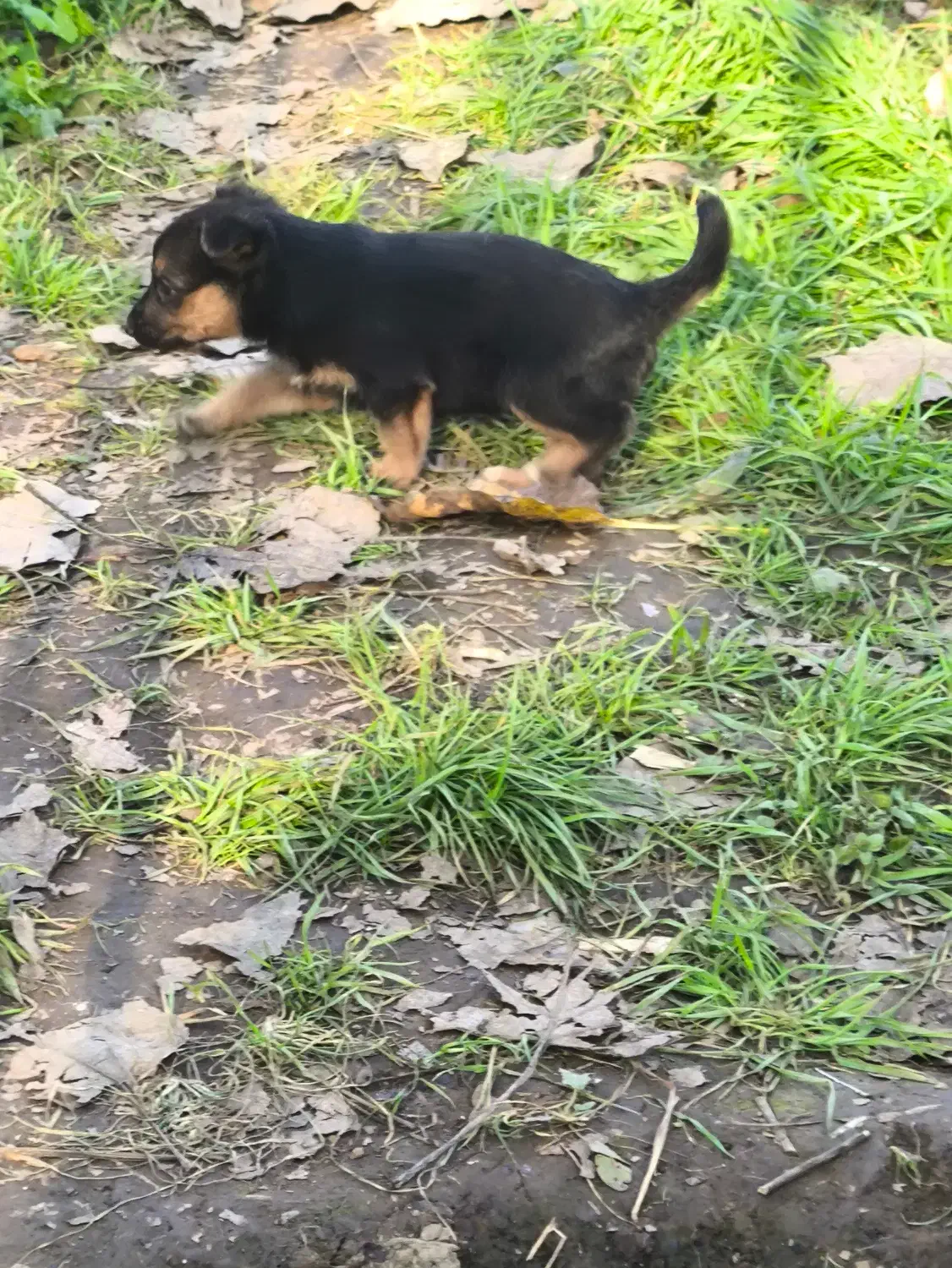 سگ ژرمن|سگ|لنگرود, |دیوار