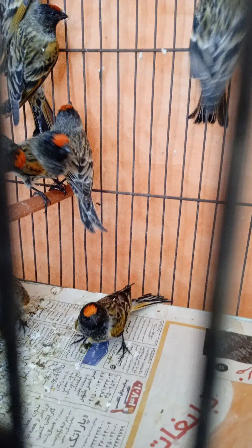 سهره گلبسر۱۰عدد|پرنده|مشهد, پنجتن|دیوار