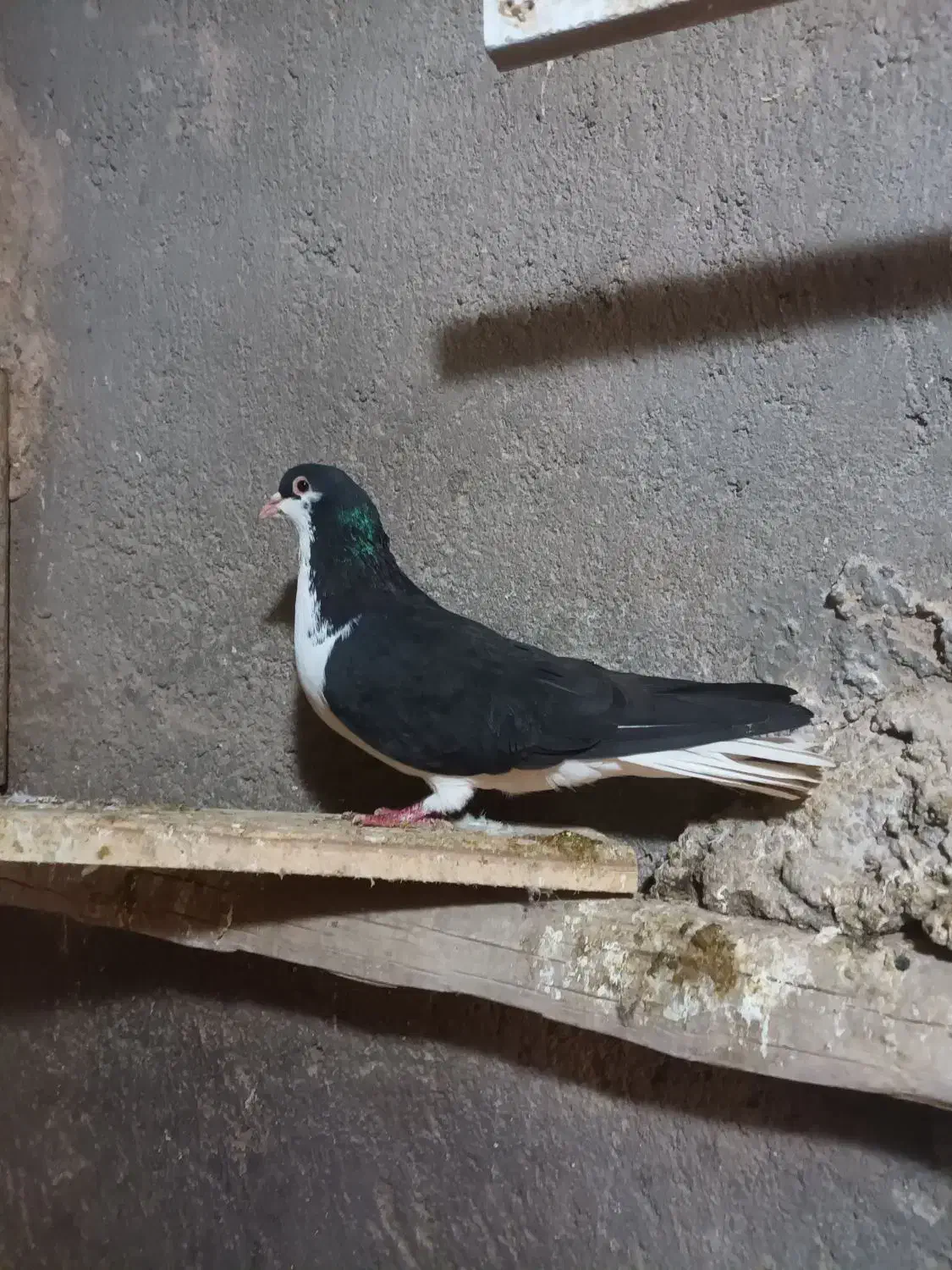 ی جفت سیاپوش|پرنده|قزوین, |دیوار