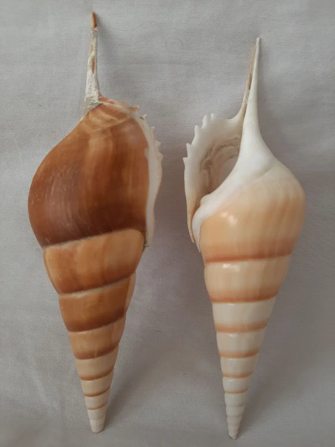 صدف دریا|کلکسیون اشیاء عتیقه|کرمان, |دیوار